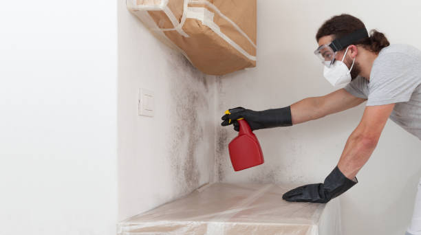Professional Attic Mold Remediation technician working in Westminster, TX