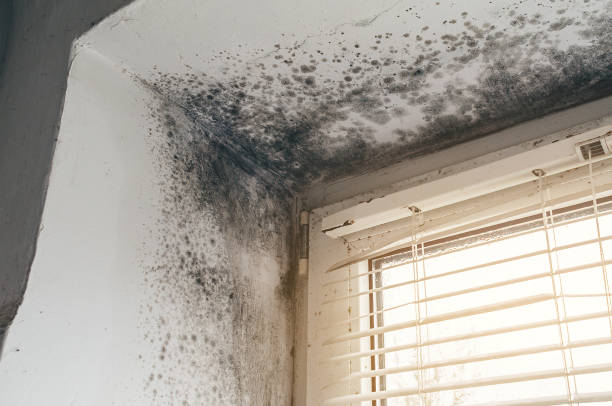 Affordable Attic Mold Remediation solutions in Westminster, TX