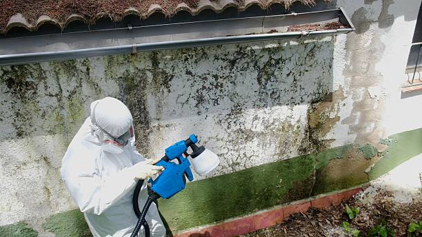 Top rated local Attic Mold Remediation specialists in Westminster, TX